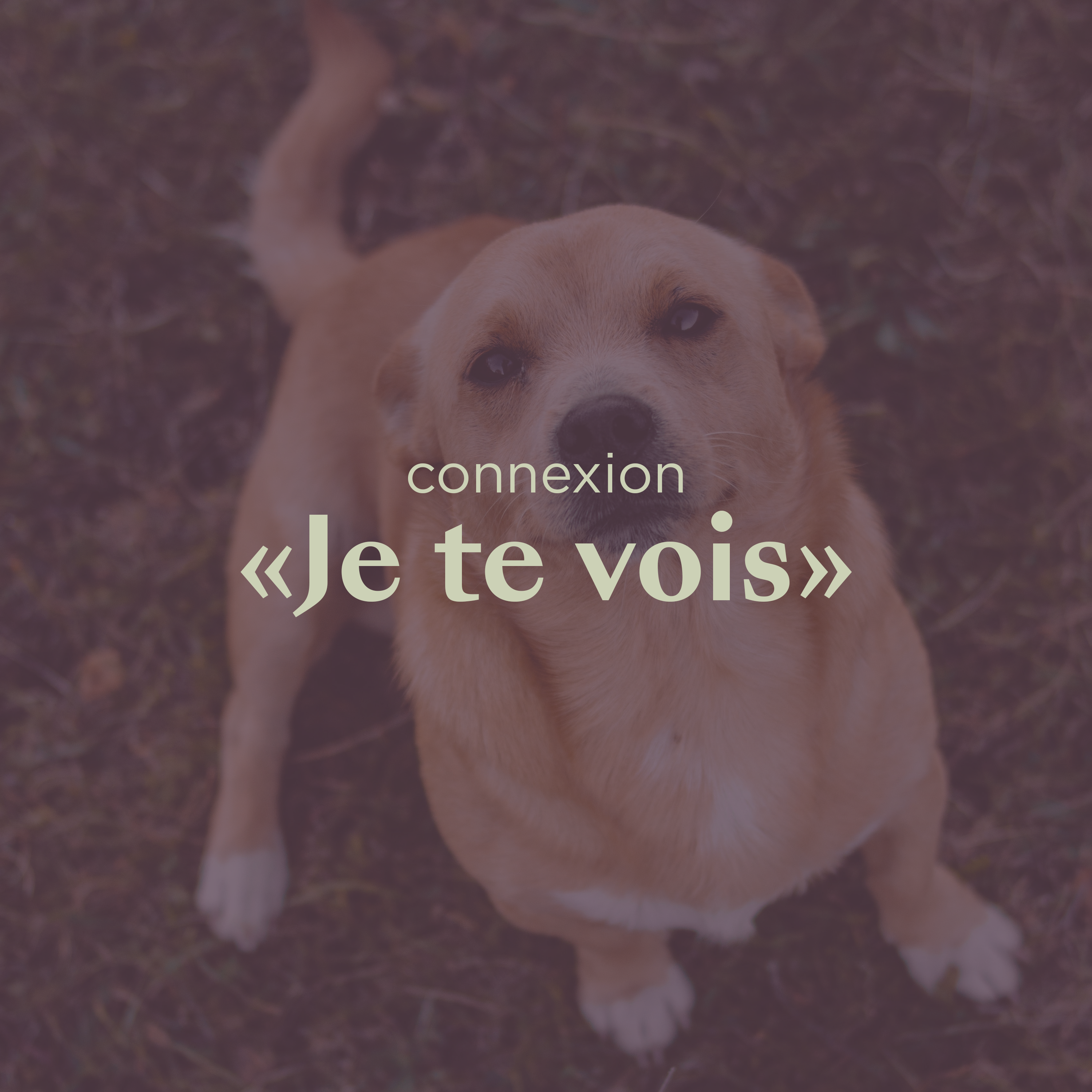 je te vois